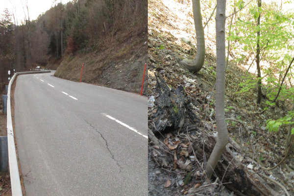 Phänomene wie Risse in der Strasse oder Sichelwuchs der Bäume geben Hinweise auf Rutschungen.
